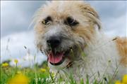 Bailey in the long grass
